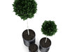 Potted Birch-Trees 3D Model