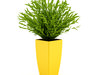Potted plant 3D Model