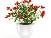 Paprika Plant 3D Model