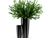 Plant in Black Pot 3D Model