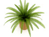 Fern in Wicker Basket 3D Model