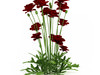 Iranian poppy (Papaver bracteatum) 3D Model
