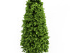 Bay Laurel 2(Laurus nobilis)