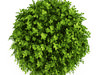 Dwarf English Boxwood (Suffruticosa Buxus sempervirens)
