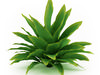 Funkia (Hosta)