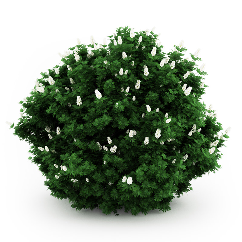 Oakleaf hydrangea Hydrangea quercifolia 3D Model .max  CGTrader.com