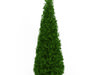 Eastern Arborvitae (Thuja occidentalis)