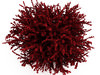 Red Leaf Japanese Barberry (Berberis thunbergii Atropurpurea)