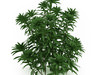 Japanese andromeda (Pieris japonica)