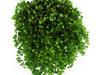 Siberian Peashrub (Caragana arborescens)