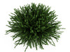 Coral Beauty (Cotoneaster suecicus)