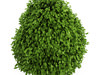 Common Holly (Ilex aquifolium)