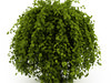 Common Hornbeam (Carpinus betulus)