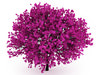 Judas Tree (Cercis siliquastrum)