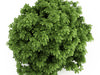 Bottlebrush Buckeye (Aesculus parviflora)