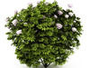 Peony (Paeonia)