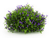 Lilac (Syringa Vulgaris)