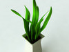 Potted Plant-2 3D Model
