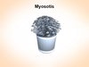 Myosotis