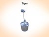 Tiger Lily