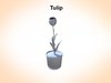 Tulip