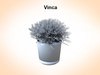 Vinca