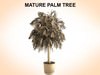 Mature Palm 3D Model