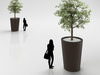 Young Tree in Tall Wooden Pot 3D Model