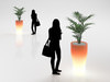 Young Palm in Illuminated Pot 3D Model