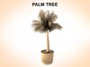 Palm Tree Young 3D Model