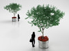 Large Leaf Tree in Steel Pot 3D Model