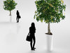 Young Tree in White Pot 3D Model