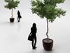 Young Tree in Ceramic Pot 3D Model
