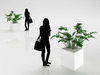 Young Palm in Modern Pot 3D Model