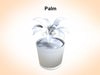 Palm 3D Model