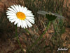 Daisy 3D Model