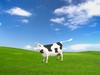 Cow Model 3D Model