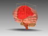 Brain of a Human with inside parts 3D Model