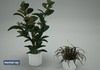 Houseplant Collection 5 3D Model .max .3ds