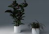 Houseplant Collection 5 3D Model .max .3ds