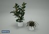 Houseplant Collection 5 3D Model .max .3ds