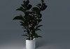 Houseplant Collection 5 3D Model .max .3ds
