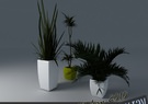 Houseplant Collection 1 3D Model