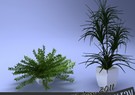 Houseplant Collection 6 3D Model