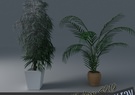 Houseplant collection 3 3D Model