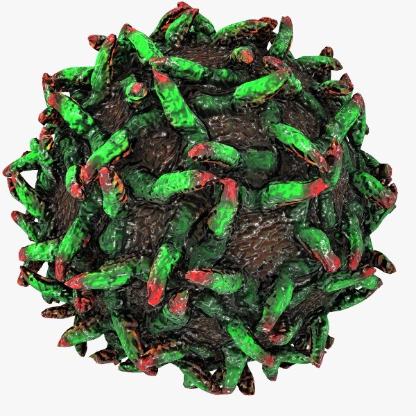 yellow fever virus 3D Models