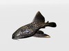 Catfish 3D Model