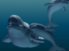 Beluga (low-poly) 3D Model