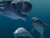 Beluga (mid-poly) 3D Model