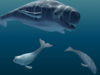Beluga (high-poly) 3D Model